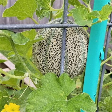 Summer’s Sweetest Treats: Grow Melons Vertically in .